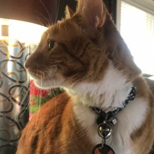 Meet your Posher, Alison